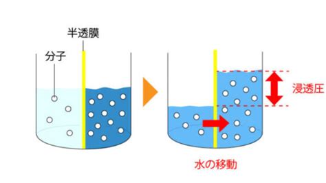 調理作用|料理における浸透圧の仕組みと効果【すごく重要】